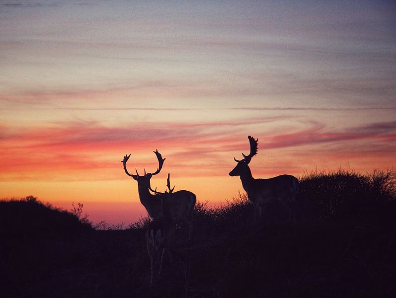 Photo de trois cerfs contre un coucher de soleil dans les dunes par Bram Jansen