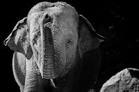 Elefant schwarz-weiß