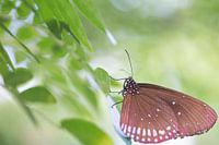 Papillon dans le vert