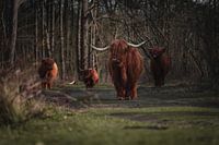 Vier schottische Highlander in den Dünen