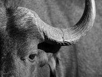 Cape buffalo