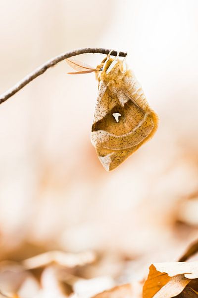 Papillon tau rare par Danny Slijfer Natuurfotografie