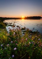 Wasserminze im Abendlicht