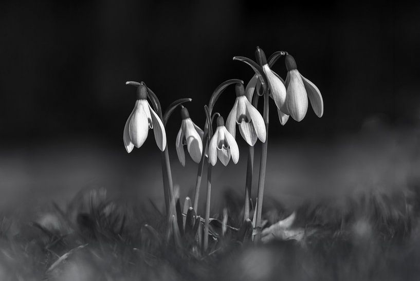 Snowdrops in black and white by Angelika Beuck