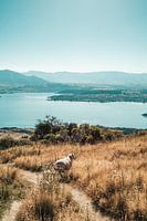 Schafe auf der anderen Seite des Weges mit Blick über Wanaka, Neuseeland