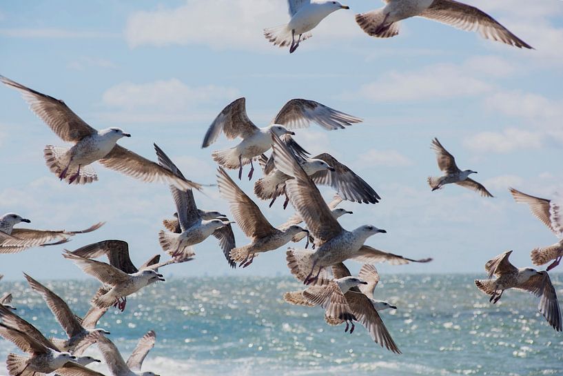 Möwen auf dem Meer . von Blond Beeld
