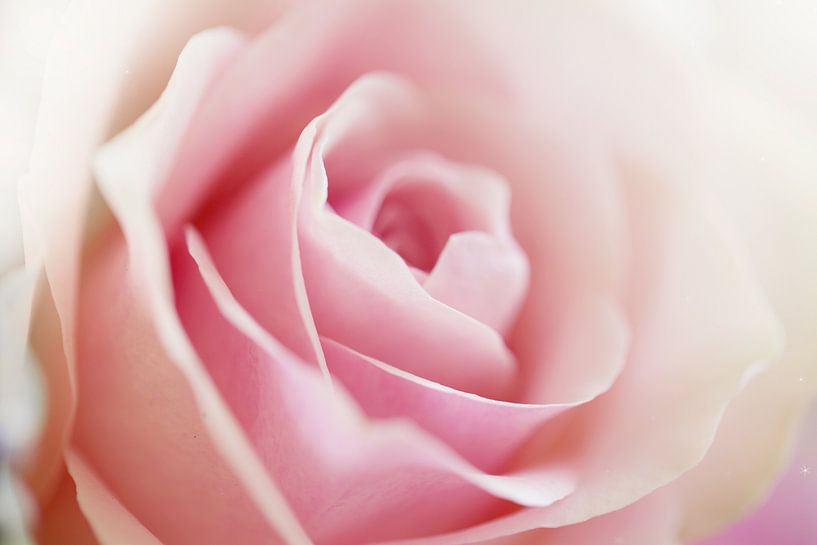 the rose by Hanneke de Vries-Koning