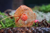 Neapolitan lantern on pine cone that has finished flowering