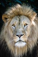 Tête de lion avec crinière