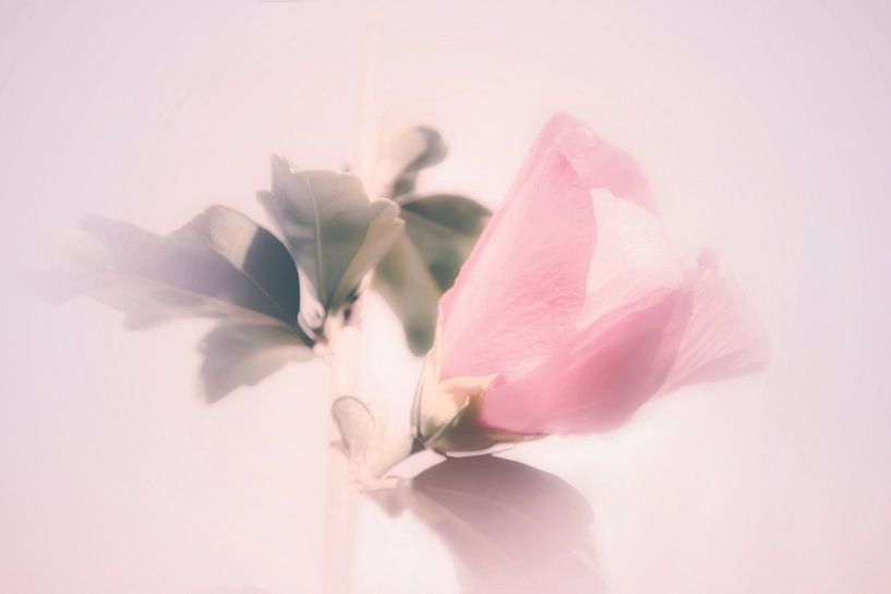 Hibiscus in pastel by Consala van  der Griend