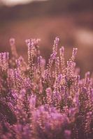 Heath plant in bloom close-up