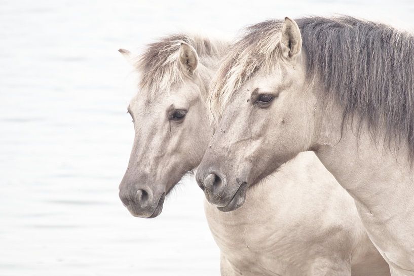 Paardenhoofdstel von Dick Vermeij