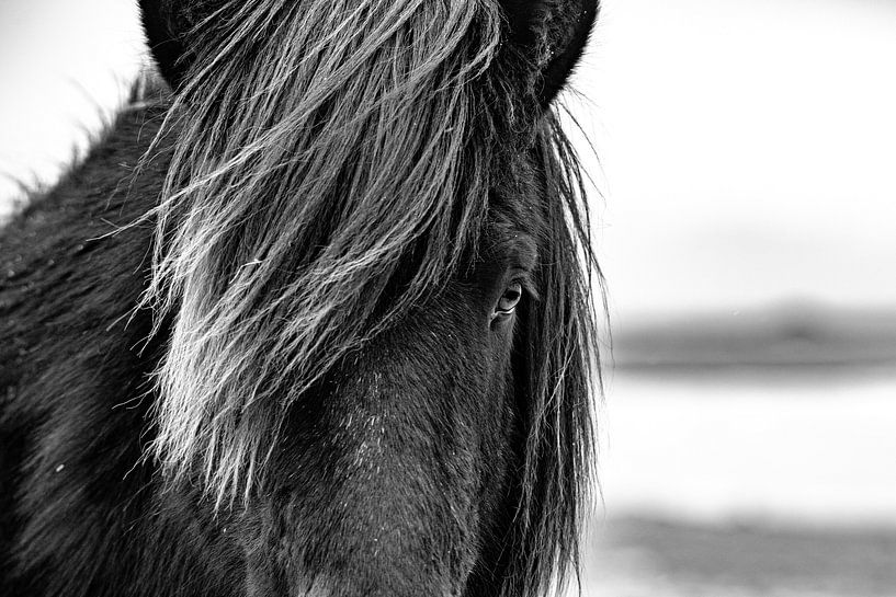 Isländisches Pferd. von Ron van der Stappen