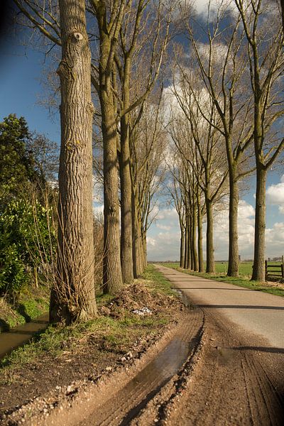 Polder lane by Jan Croonen