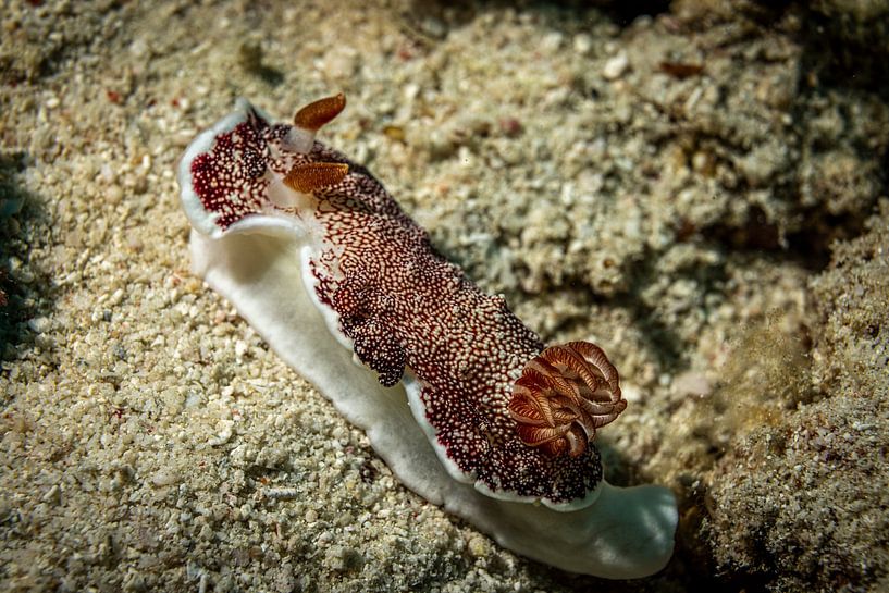 Meeresnacktschnecken, Insel Mabul, Malaysia von Travel Tips and Stories