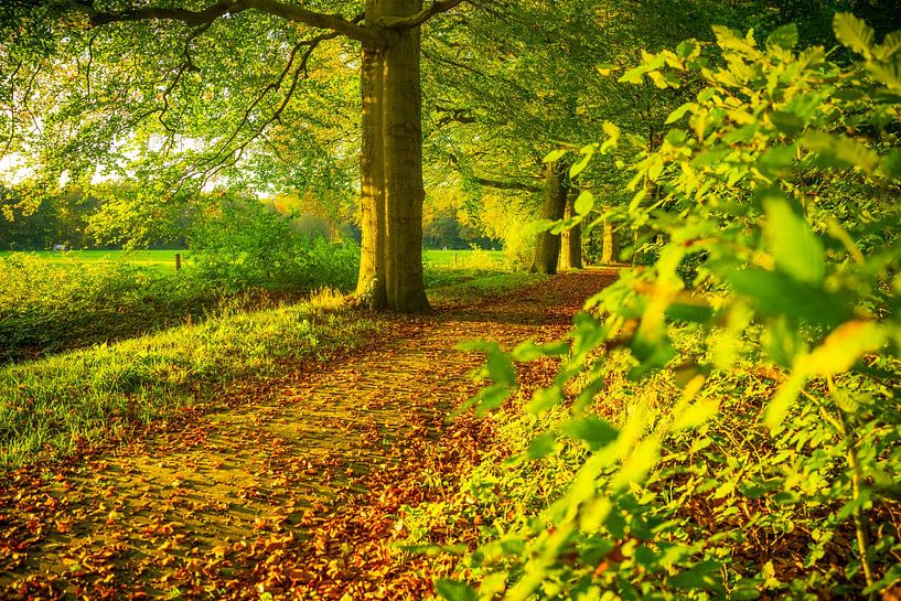 Coucher de soleil automnal dans la forêt de Veluwe par Sjoerd van der Wal Photographie