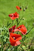Mohnblumen in der Sonne