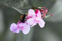 Abeille dans les fleurs