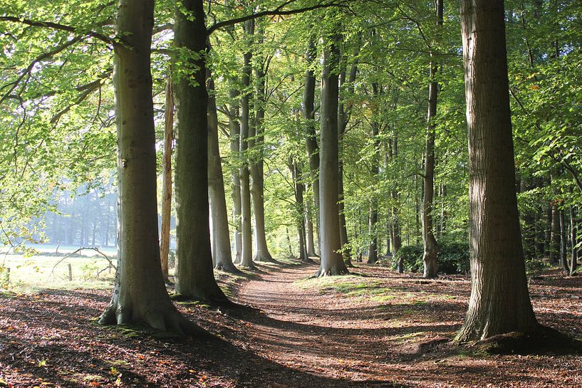 bois faisceau par Jessika Design Studio .