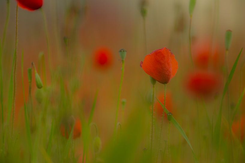 klaproos by Ries IJsseldijk