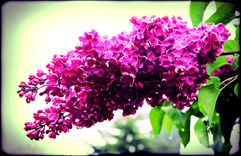 Flieder van Roswitha Lorz