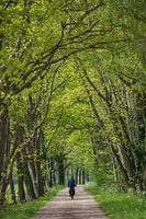 Cycling through the Achterhoek.