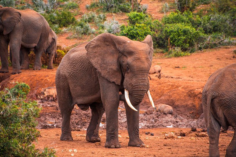 elefant in südafrika von Niels Aben