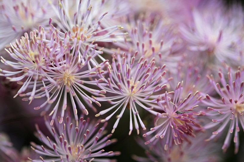 bloem met kleine bloemetjes by Klaase Fotografie