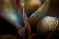 Bloembladeren van een Hortensia als abstracte vormen