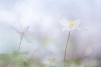 bosanemoontjes maar dan anders