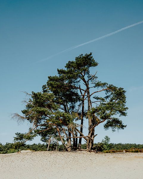 Tree in the Soester Dunes | Utrecht, Netherlands by Expeditie Aardbol