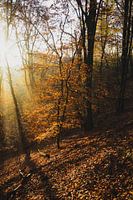 National Park South-Kennemerland 003
