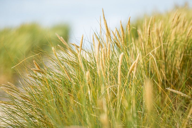 Helmgrassen in de wind van Nicole Nagtegaal