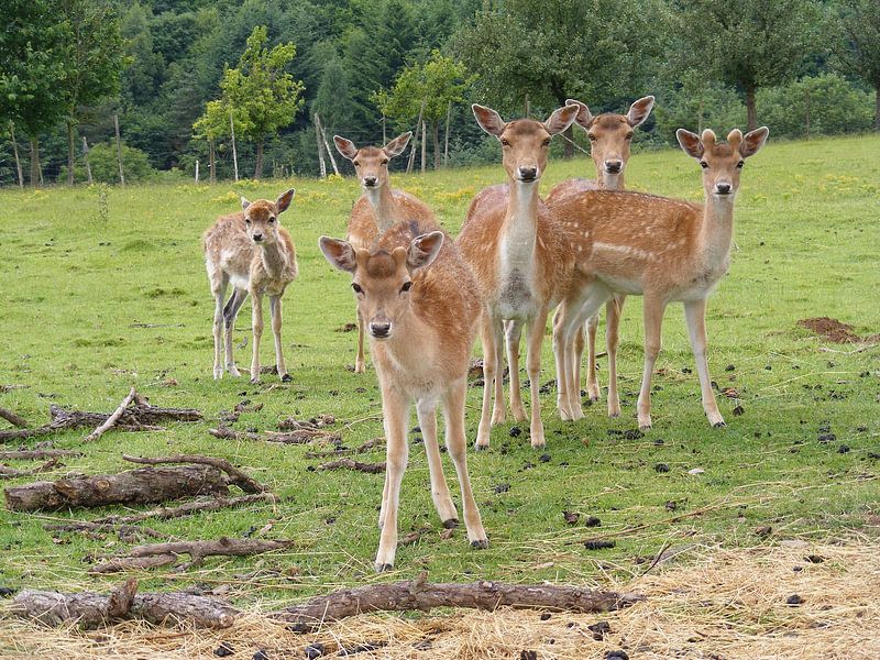herten en reeën bij Berg en Dal par Mirjam van Ginkel