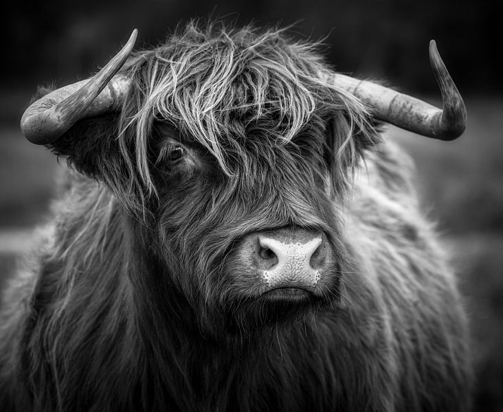 Scottish Highlander by Karel Ton