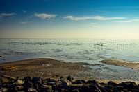 Various birds at the beach