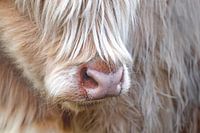 Detaillierte Schönheit eines schottischen Highlanders