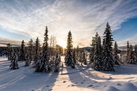 Sonnenaufgang in Lappland // Lappland, Schweden