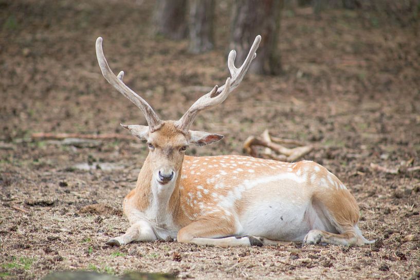 hert by marijke servaes