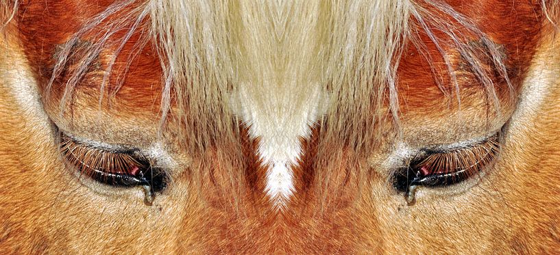 Pferdeaugen von CreaBrig Fotografie
