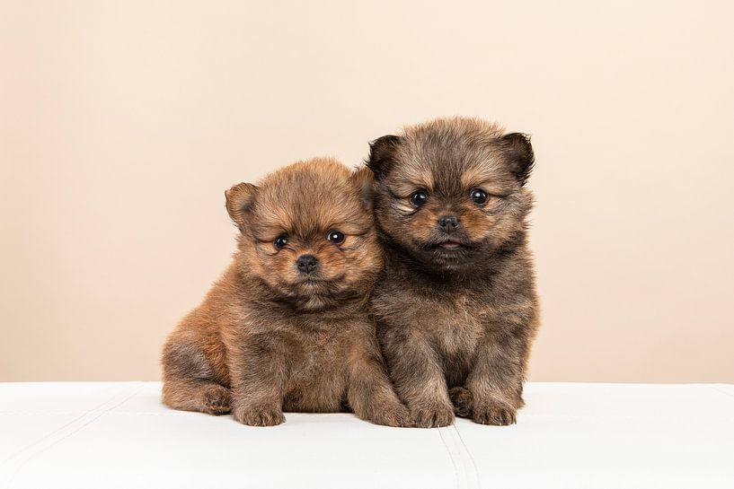 Two cute pomerian puppies together by Elles Rijsdijk
