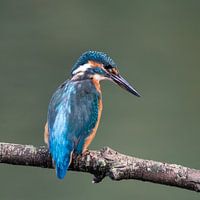 Young female kingfisher