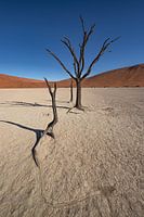 Deadvlei 6