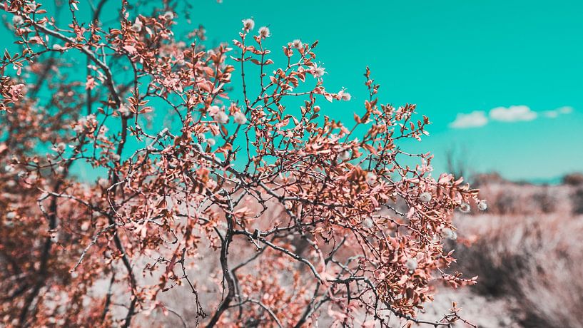 The California Desert in Bloom 22 by FotoDennis.com | Werk op de Muur