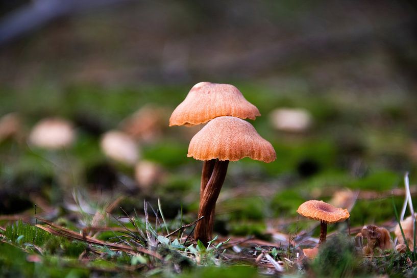 Orange/brauner Pilz auf braunem Stiel von whmpictures .com