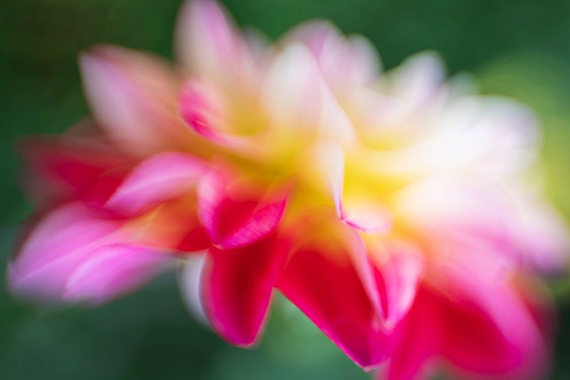 Dahlia par Anneliese Grünwald-Märkl