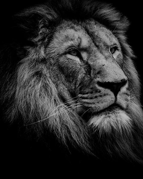 Schöner Löwenkopf von Claire Groeneveld