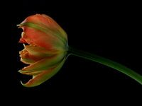 Tulip on black