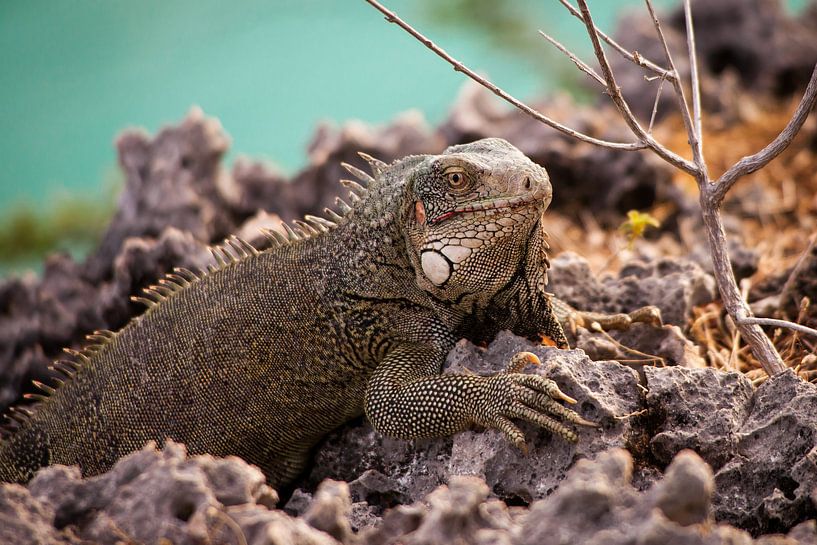 Leguan von Silco Saaman