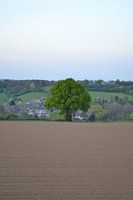 deze boom staat helemaal alleen in het limburgse landschap
